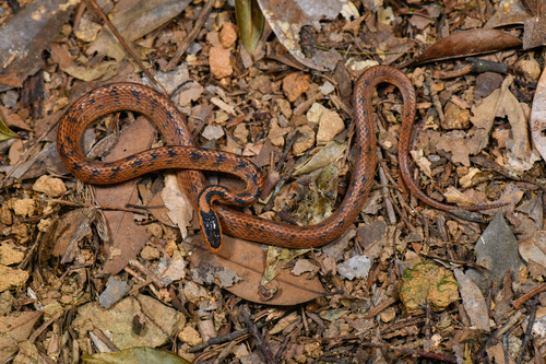 Stanley's Slug Snake