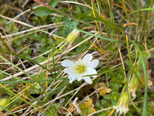 Cerastium uniflorum