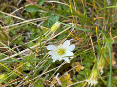 Cerastium uniflorum