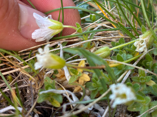 Cerastium uniflorum, photograph 1