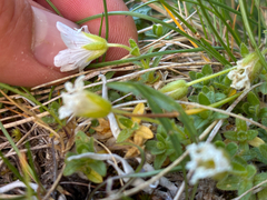 Cerastium uniflorum, photograph author not stated, no rights reserved