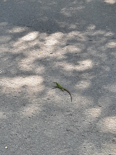 Green Lizard