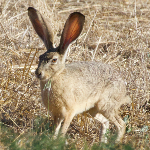 オグロジャックウサギ