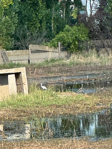 Little Egret