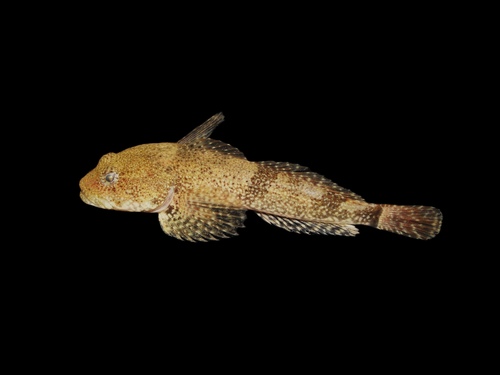 Mottled sculpin (Cottus bairdii) — Cottidae — 3