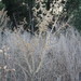 Acacia nefasia