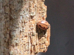 Mulsantina hudsonica