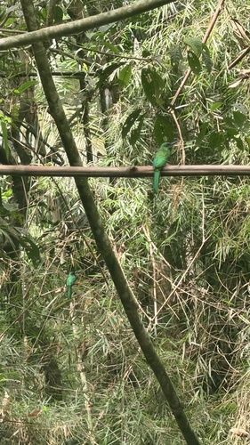 Bluish-fronted Jacamar (Galbula cyanescens), photo 3