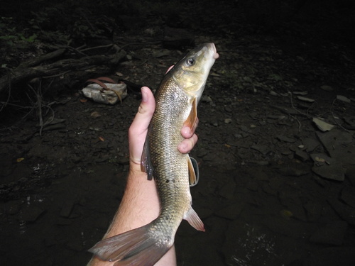White Sucker, photo 3 of 9