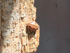 Mulsantina hudsonica
