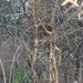 Acacia nefasia