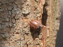 Mulsantina hudsonica