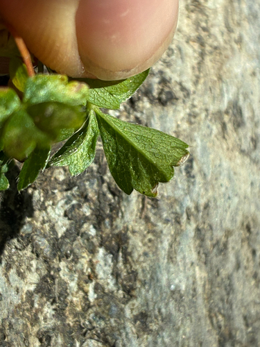 Potentilla aurea, photograph 2