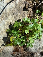 Potentilla aurea