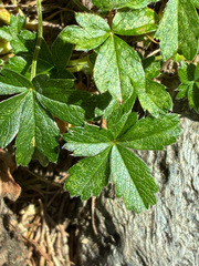 Potentilla aurea, photograph author not stated, no rights reserved