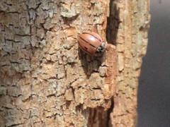 Mulsantina hudsonica