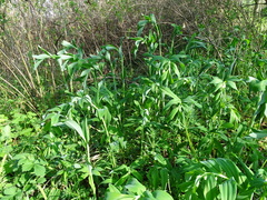 Polygonatum odoratum
