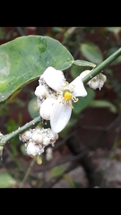 Citrus × latifolia