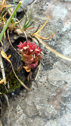 Sedum atratum, photograph 6