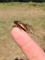Magicicada cassinii