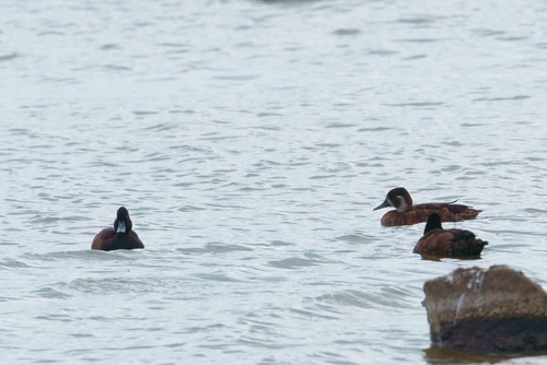 iNaturalist image
