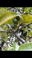 Citrus × latifolia