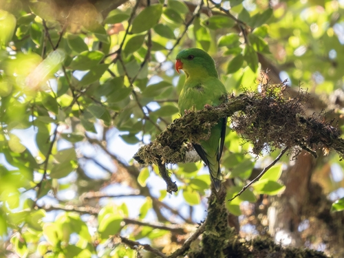 Blue-fronted Lorikeet (Charmosynopsis toxopei)