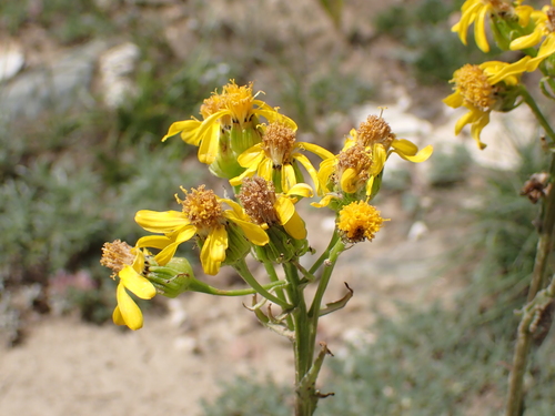 Senecio integerrimus, 2026-07-18
