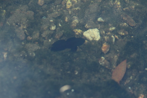 Lophogobius cyprinoides