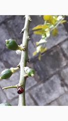 Citrus × latifolia