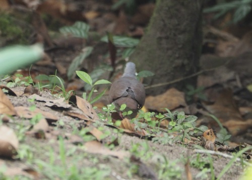 Pallid Dove (Leptotila pallida), photo 3