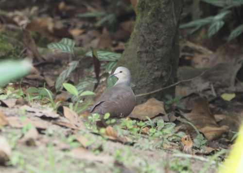 Pallid Dove (Leptotila pallida), photo 2