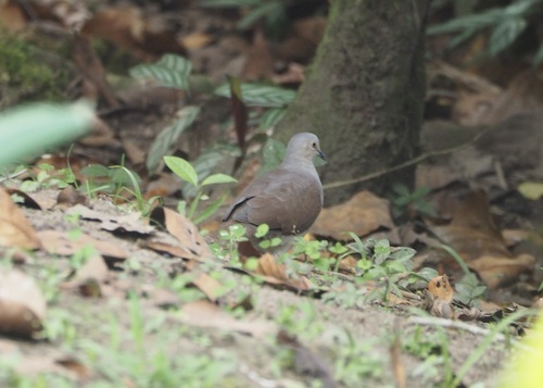 Pallid Dove (Leptotila pallida), photo 10