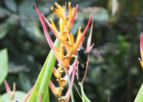 White-whiskered Hermit (Phaethornis yaruqui), photo 2