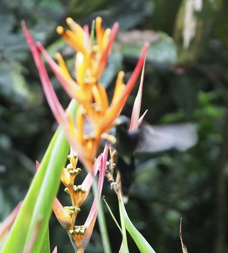 White-whiskered Hermit (Phaethornis yaruqui), photo 4