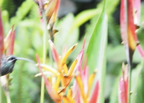White-whiskered Hermit (Phaethornis yaruqui), photo 5