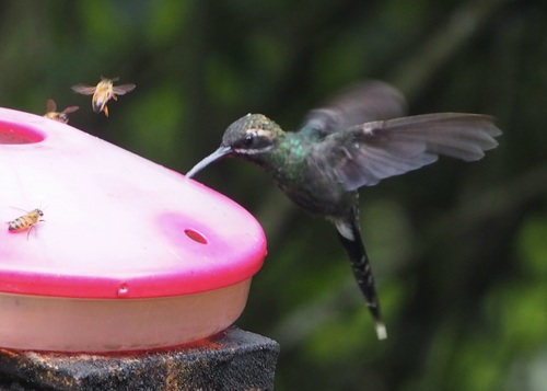 White-whiskered Hermit (Phaethornis yaruqui), photo 6