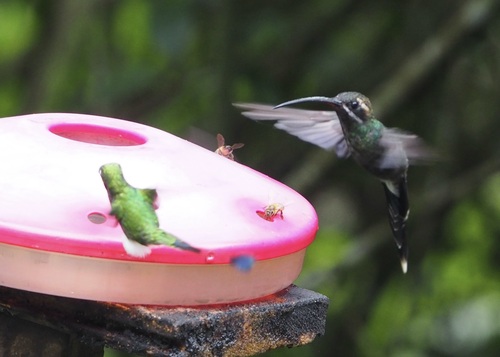 White-whiskered Hermit (Phaethornis yaruqui), photo 7