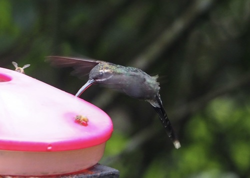 White-whiskered Hermit (Phaethornis yaruqui), photo 8