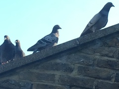 Columba livia domestica
