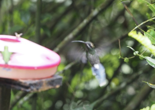 White-whiskered Hermit (Phaethornis yaruqui), photo 9