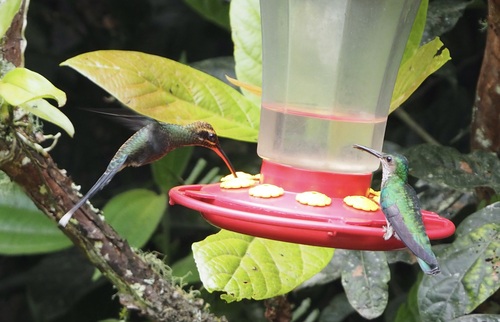 White-whiskered Hermit (Phaethornis yaruqui)