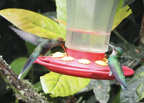 White-whiskered Hermit (Phaethornis yaruqui), photo 10