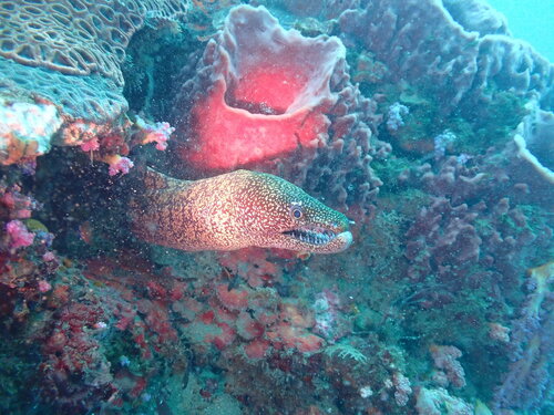 Mosaic moray (Enchelycore lichenosa) — Muraenidae — 5