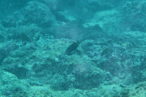 Anampses geographicus observed 2026-08-01