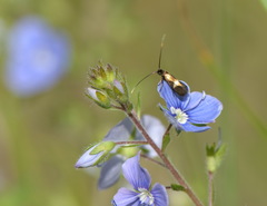 Cauchas fibulella