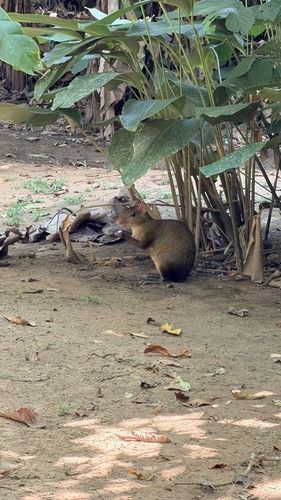 Brown Agouti