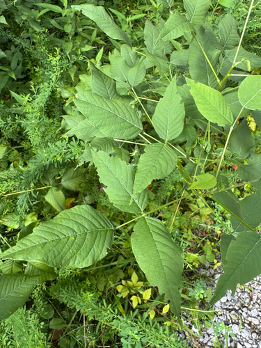 Orbexilum onobrychis, photograph 2