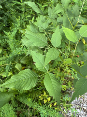 Orbexilum onobrychis, photograph (c) Shelby Lyn Sanders, some rights reserved (CC BY)