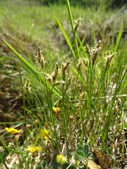 Carex praecox